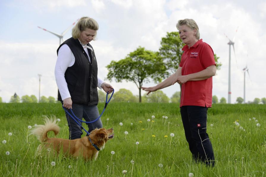 Hund und Mensch leben im Team zusammen